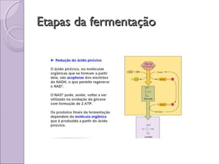 Etapas da fermentaçãoEtapas da fermentação
 