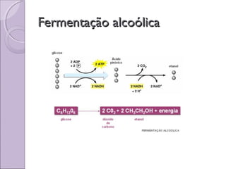 Fermentação alcoólicaFermentação alcoólica
 
