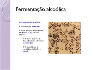 Fermentação alcoólicaFermentação alcoólica
 