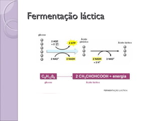 Fermentação lácticaFermentação láctica
 