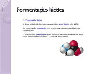 Fermentação lácticaFermentação láctica
 