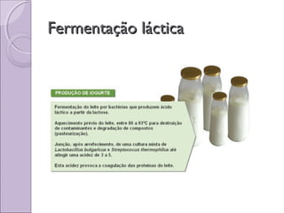 Fermentação lácticaFermentação láctica
 