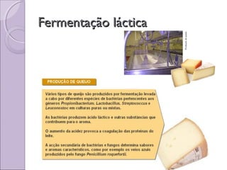 Fermentação lácticaFermentação láctica
 