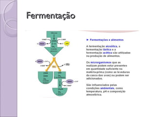 FermentaçãoFermentação
 