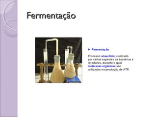 FermentaçãoFermentação
 