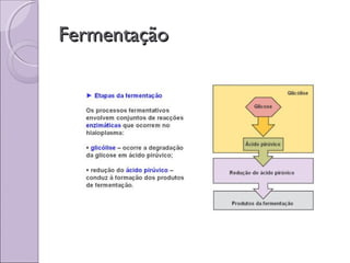 FermentaçãoFermentação
 