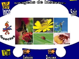 LibelinhaMosca
JoaninhaBorboleta Abelha
 