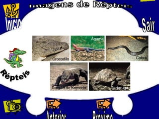 Crocodilo
Ágama
Cobra
Dragão de Komodo Tartaruga
 
