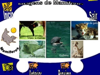 Vitelo a mamar
Cão
Dálmata
Cria de gato
Foca-comum Golfinho
 