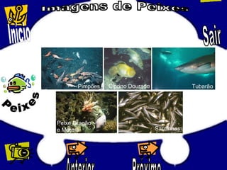 Pimpões Ciprino Dourado Tubarão
Peixe Dragão
e Moreia Sardinhas
 