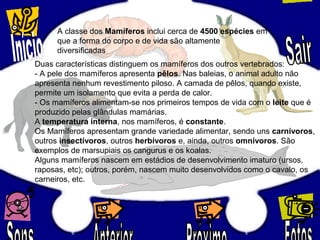 A classe dos Mamíferos inclui cerca de 4500 espécies em
que a forma do corpo e de vida são altamente
diversificadas
Duas características distinguem os mamíferos dos outros vertebrados:
- A pele dos mamíferos apresenta pêlos. Nas baleias, o animal adulto não
apresenta nenhum revestimento piloso. A camada de pêlos, quando existe,
permite um isolamento que evita a perda de calor.
- Os mamíferos alimentam-se nos primeiros tempos de vida com o leite que é
produzido pelas glândulas mamárias.
A temperatura interna, nos mamíferos, é constante.
Os Mamíferos apresentam grande variedade alimentar, sendo uns carnívoros,
outros insectívoros, outros herbívoros e, ainda, outros omnívoros. São
exemplos de marsupiais os cangurus e os koalas.
Alguns mamíferos nascem em estádios de desenvolvimento imaturo (ursos,
raposas, etc); outros, porém, nascem muito desenvolvidos como o cavalo, os
carneiros, etc.
 