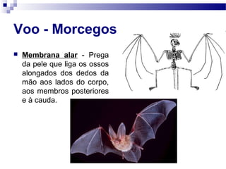 Voo - Morcegos
 Membrana alar - Prega
da pele que liga os ossos
alongados dos dedos da
mão aos lados do corpo,
aos membros posteriores
e à cauda.
 