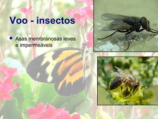 Voo - insectos
 Asas membranosas leves
e impermeáveis
 