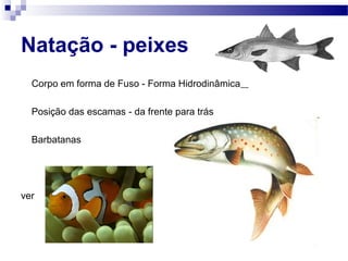 Natação - peixes
Corpo em forma de Fuso - Forma Hidrodinâmica
Posição das escamas - da frente para trás
Barbatanas
ver
 