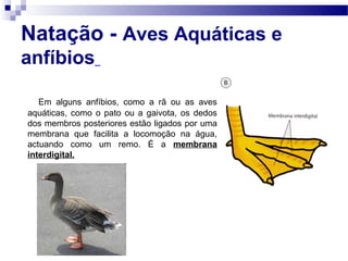 Natação - Aves Aquáticas e
anfíbios
Em alguns anfíbios, como a rã ou as aves
aquáticas, como o pato ou a gaivota, os dedos
dos membros posteriores estão ligados por uma
membrana que facilita a locomoção na água,
actuando como um remo. É a membrana
interdigital.
 