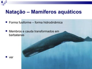 Natação – Mamíferos aquáticos
 Forma fusiforme – forma hidrodinâmica
 Membros e cauda transformados em
barbatanas
 ver
 