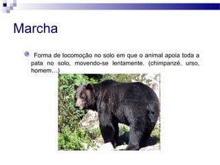 Marcha
Forma de locomoção no solo em que o animal apoia toda a
pata no solo, movendo-se lentamente. (chimpanzé, urso,
homem…)
 