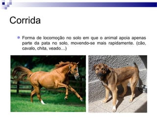 Corrida
Forma de locomoção no solo em que o animal apoia apenas
parte da pata no solo, movendo-se mais rapidamente. (cão,
cavalo, chita, veado…)
 