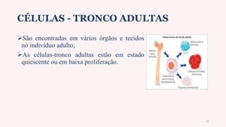 CÉLULAS - TRONCO ADULTAS
São encontradas em vários órgãos e tecidos
no indivíduo adulto;
As células-tronco adultas estão em estado
quiescente ou em baixa proliferação.
10
 