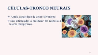 CÉLULAS-TRONCO NEURAIS
 Ampla capacidade de desenvolvimento;
 São estimuladas a proliferar em resposta a
fatores mitogênicos.
12
 