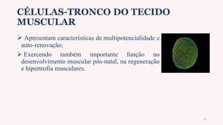 CÉLULAS-TRONCO DO TECIDO
MUSCULAR
 Apresentam características de multipotencialidade e
auto-renovação;
 Exercendo também importante função no
desenvolvimento muscular pós-natal, na regeneração
e hipertrofia musculares.
13
 