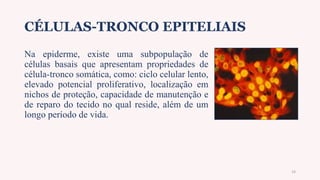 CÉLULAS-TRONCO EPITELIAIS
Na epiderme, existe uma subpopulação de
células basais que apresentam propriedades de
célula-tronco somática, como: ciclo celular lento,
elevado potencial proliferativo, localização em
nichos de proteção, capacidade de manutenção e
de reparo do tecido no qual reside, além de um
longo período de vida.
14
 