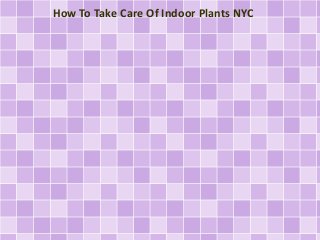 How To Take Care Of Indoor Plants NYC

 