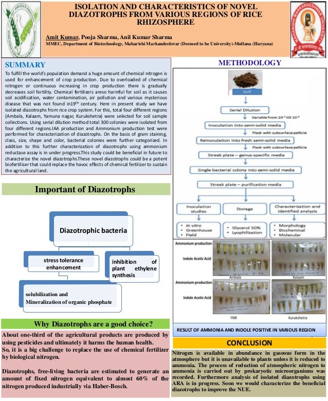 ISOLATION AND CHARACTERISTICS OF NOVEL
DIAZOTROPHS FROM VARIOUS REGIONS OF RICE
RHIZOSPHERE
Amit Kumar, Pooja Sharma, Anil Kumar Sharma
MMEC, Department of Biotechnology, Maharishi Markandeshwar (Deemed to be University)-Mullana (Haryana)
SUMMARY
To fulfill the world’s population demand a huge amount of chemical nitrogen is
used for enhancement of crop production. Due to overloaded of chemical
nitrogen or continuous increasing in crop production there is gradually
decreases soil fertility. Chemical fertilizers areso harmful for soil as it causes
soil acidification, water contamination, air pollution and various mysterious
disease that was not found in19th century. Here in present study we have
isolated diazotrophs from rice crop system. For this, total four different regions
(Ambala, Kalaam, Yamuna nagar, Kurukshetra) were selected for soil sample
collections. Using serial dilution method total 300 colonies were isolated from
four different regions.IAA production and Ammonium production test were
performed for characterization of diazotrophs. On the basis of gram staining,
class, size, shape and color, bacterial colonies were further categorized. In
addition to this further characterization of diazotrophs using ammonium
reductase assay is in under progress.This study could be beneficial in future to
characterize the novel diazotrophs.These novel diazotrophs could be a potent
biofertiliser that could replace the havoc effects of chemical fertilizer to sustain
the agricultural land.
METHODOLOGY
About one-third of the agricultural products are produced by
using pesticides and ultimately it harms the human health.
So, it is a big challenge to replace the use of chemical fertilizer
by biological nitrogen.
Diazotrophs, free-living bacteria are estimated to generate an
amount of fixed nitrogen equivalent to almost 60% of the
nitrogen produced industrially via Haber-Bosch.
Diazotrophic bacteria
stress tolerance
enhancement
solubilization and
Mineralization of organic phosphate
inhibition of
plant ethylene
synthesis
Important of Diazotrophs
Why Diazotrophs are a good choice?
RESULT OF AMMONIA AND INDOLE POSITIVE IN VARIOUS REGION
Nitrogen is available in abundance in gaseous form in the
atmosphere but it is unavailable to plants unless it is reduced to
ammonia. The process of reduction of atmospheric nitrogen to
ammonia is carried out by prokaryotic microorganisms was
recorded. Furthermore analysis of isolated diazotrophs using
ARA is in progress. Soon we would characterize the beneficial
diazotrophs to improve the NUE.
CONCLUSION
 