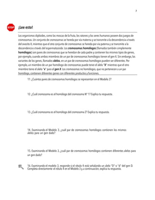   7  
11. ¿Cuántos pares de cromosomas homólogos se representan en el Modelo 3?




















Los organismos diploides, como las moscas de la fruta, los ratones y los seres humanos poseen dos juegos de
cromosomas. Un conjunto de cromosomas se hereda por vía materna y se transmite a la descendencia a través
del ovocito II, mientras que el otro conjunto de cromosomas se hereda por via paterna y se transmite a la
descendencia a través del espermatozoide. Los cromosomas homólogos (llamados también simplemente
homólogos) son pares de cromosomas que se heredan de cada padre y contienen los mismos tipos de genes,
por ejemplo, cuando ambos miembros de un par de cromosomas homólogos tienen el gen X. Sin embargo, las
variantes de los genes, llamados alelos, en un par de cromosomas homólogos pueden ser diferentes. Por
ejemplo, un miembro de un par homólogo de cromosomas puede tener el alelo "X" mientras que el otro
miembro tiene el alelo "x" para el gen X. Los cromosomas no homólogos, que no pertenecen a un par
homólogo, contienen diferentes genes con diferentes productos y funciones.
12. ¿Cuál cromosoma es el homólogo del cromosoma N° 1? Explica tu respuesta.
13. ¿Cuál cromosoma es el homólogo del cromosoma 2? Explica tu respuesta.
14. Examinando el Modelo 3, ¿cuál par de cromosomas homólogos contienen los mismos
alelos para un gen dado?
15. Examinando el Modelo 3, ¿cuál par de cromosomas homólogos contienen diferentes alelos para
un gen dado?
16. Examinando el modelo 3, responde si el rótulo 4 está señalando un alelo "D" o "d" del gen D.
Completa directamente el rótulo 4 en el Modelo 3 y, a continuación, explica tu respuesta.
¡Lee esto!
 
