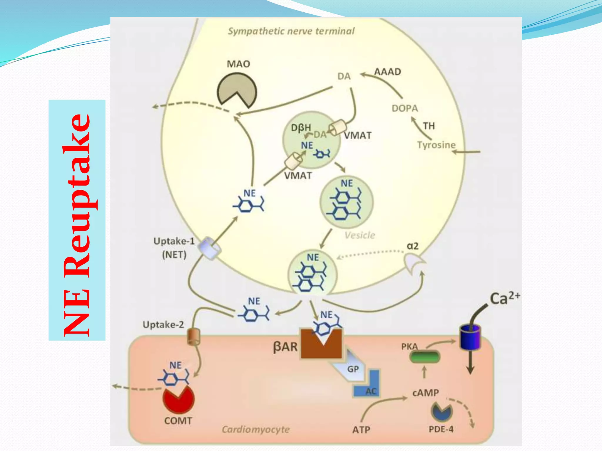 NE
Reuptake
 