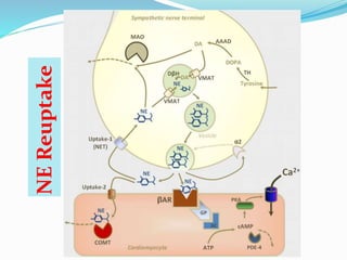 NE
Reuptake
 