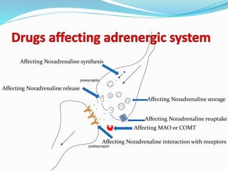 Affecting Noradrenaline release
Affecting Noradrenaline storage
Affecting Noradrenaline interaction with receptors
Affecting Noradrenaline reuptake
Affecting MAO or COMT
Affecting Noradrenaline synthesis
 