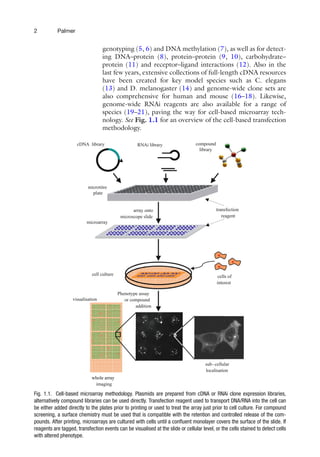 Cell Based Microarrays Methods and Protocols 1st Edition Ella Palmer ...
