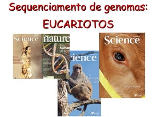 Sequenciamento de genomas:
EUCARIOTOS
 