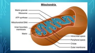STRUCTURE AND FUNCTION
• Mitochondria made of two membranes. The outer membrane covers the organelle
and contains it like ...