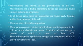 • Mitochondria, organelles specialized to carry out aerobic
respiration, contain an inner membrane folded into cristae, wh...