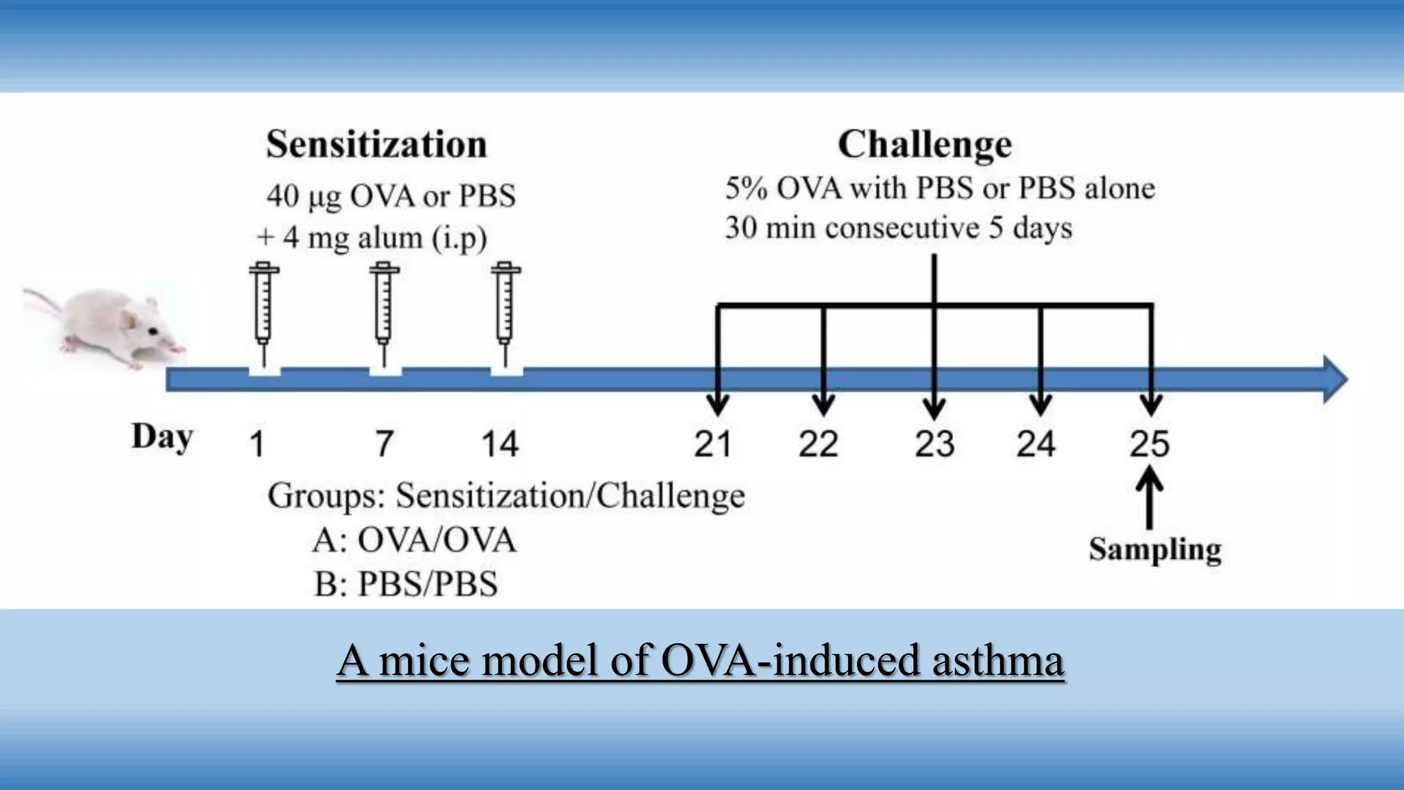 Animal model of Anti-asthmatic drug | PPTX
