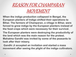 REASON FOR CHAMPARAN
MOVEMENT
When the indigo production collapsed in Bengal, the
European planters of Indigo shifted their operations to
Bihar. The farmers of Champaran, a village in Bihar, were
forced to grow indigo by the European planters instead of
the food crops which were necessary for their survival.
The European planters were destroying the productivity of
the land which was the main reason for the protest.
Mahatma Gandhi was invited by some of the peasants to
look after their misery.
Gandhi Ji accepted an invitation and started a mass
movement after seeing the plight of the indigo cultivators.
 