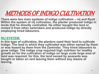 METHODSOF INDIGOCULTIVATION
There were two main systems of indigo cultivation – nij and Ryoti .
Within the system of nij cultivation, the planter produced indigo in
lands that he directly controlled. He either bought the land or
rented it from other zamindars and produced indigo by directly
employing hired labourers.
NIJ SYSTEM:
In this type of cultivation, the planters used their land to cultivate
Indigo. The land in which they cultivated was either owned by them
or was leased by them from the Zamindar. They hired labourers to
grow indigo. The indigo crop required high nutrition for healthy
growth so for the cultivation of indigo on large scale large area of
land was required, for this, the land owned by peasants was
bought or taken on rent leaving them without any means of
leaving.
 