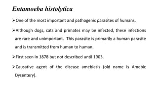 Entamoeba histolytica
One of the most important and pathogenic parasites of humans.
Although dogs, cats and primates may...