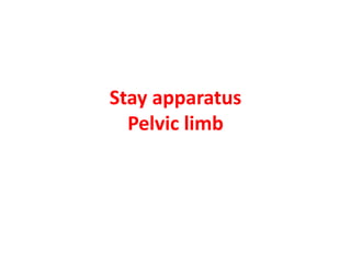 Stay apparatus
Pelvic limb
 