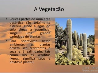 A Vegetação
• Poucas partes de uma área
desértica são totalmente
estéreis. Onde a água do
solo chega à superfície,
surge uma grande
variedade de plantas.
• Para sobreviver nesse
ambiente, as plantas
devem ser resistentes à
seca e à salinidade, tais
como são as xerófitas
(xerox, significa seco e
phytos é planta).
 