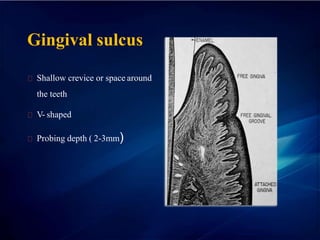 Gingival sulcus
Shallow crevice or space around
the teeth
V- shaped
Probing depth ( 2-3mm)
 