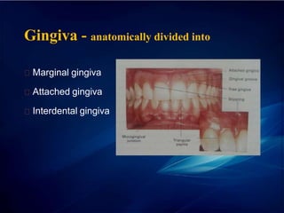 Gingiva - anatomically divided into
Marginal gingiva
Attached gingiva
Interdental gingiva
 