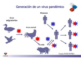 Generación de un virus pandémico
                              Humano

   Aves
migratorias


               Aves corral




                             Cerdo



                                       Fuente.WHO/WPRO
 