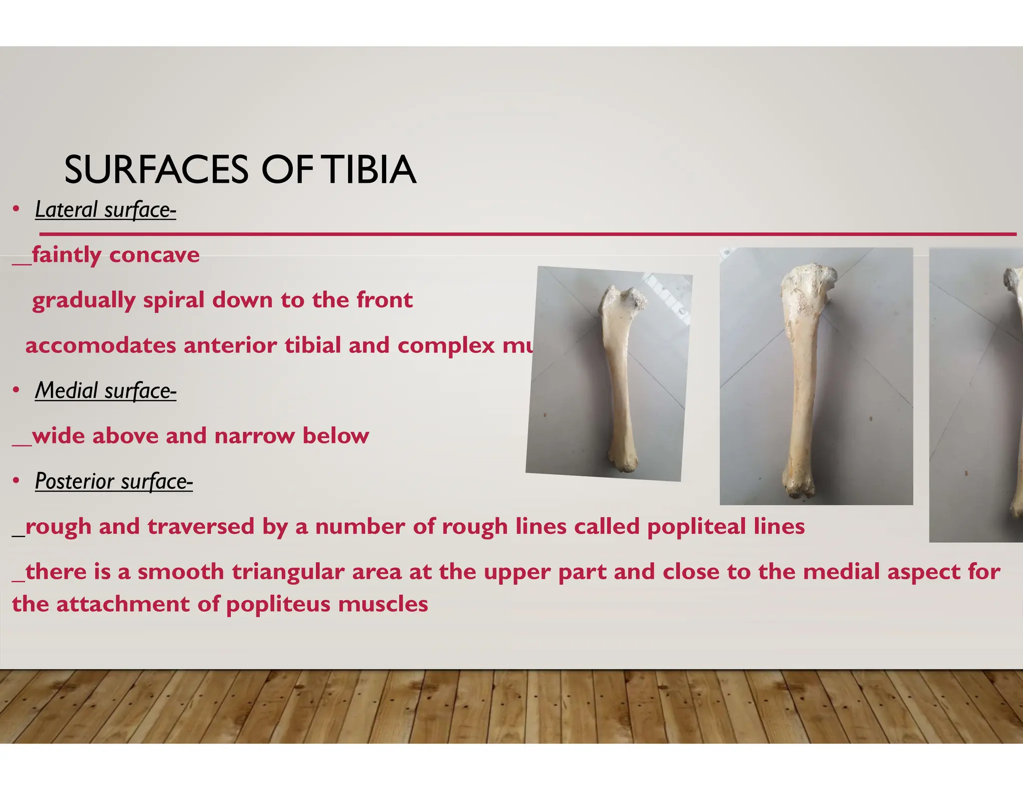 Fibia Dog Tibia And Fibula Of Ox Diagram