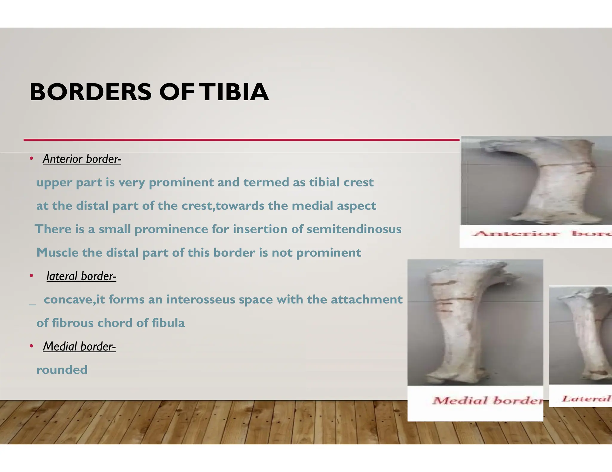 Fibia Dog Tibia And Fibula Of Ox Diagram