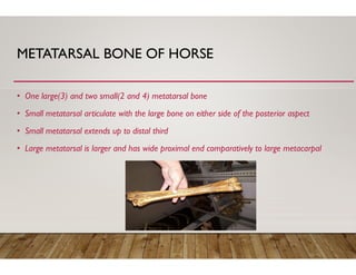 Tibia of the animals cow, horse and dog book | PDF