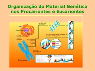 Organização do Material Genético
nos Procariontes e Eucariontes
 