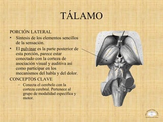 Diencéfalo | PPT